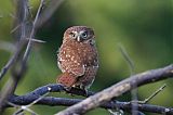Peruvian Pygmy-Owlborder=